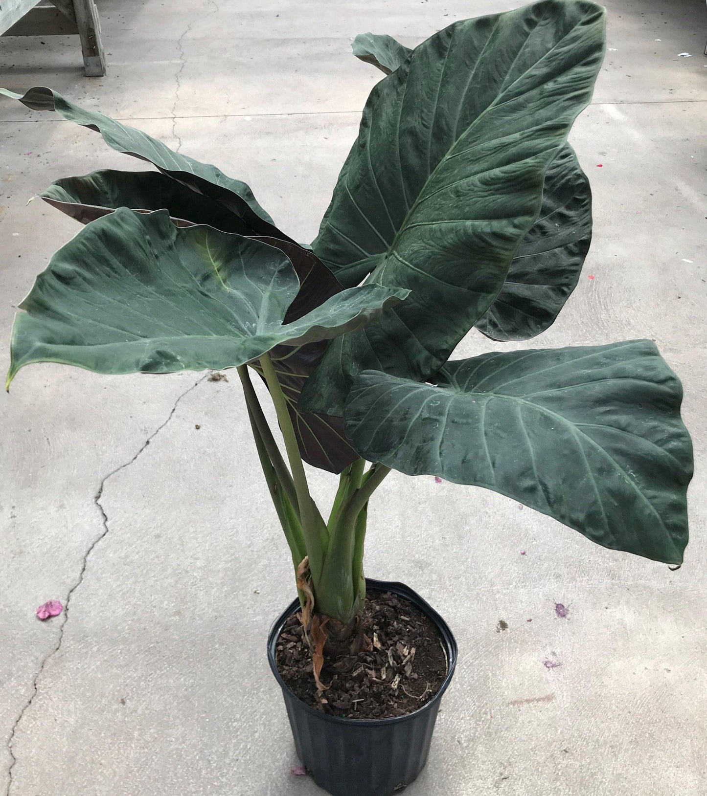 Alocasia, Assorted - View 32 from www redcrocus com