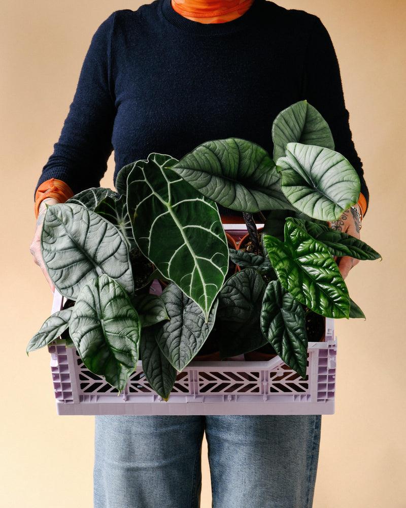 Alocasia, Assorted - View 34 from www redcrocus com