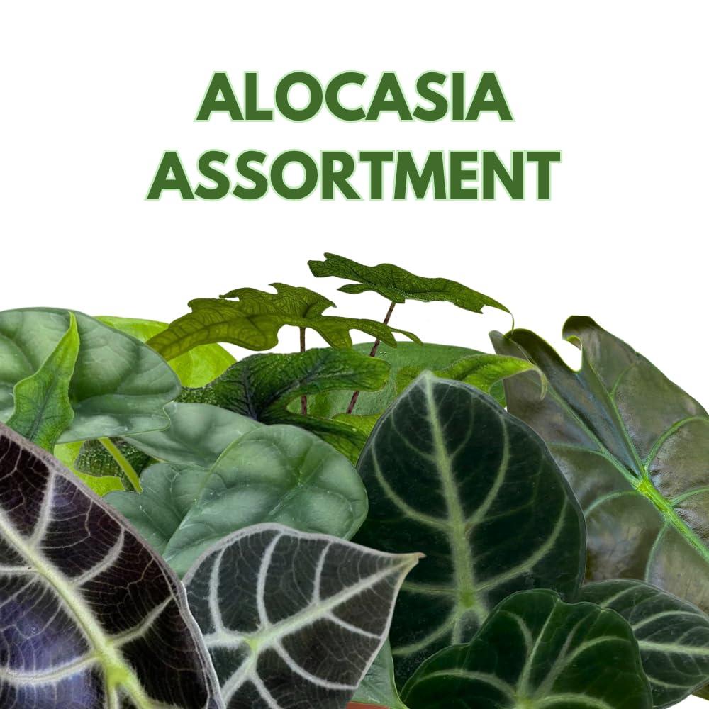 Alocasia, Assorted - View 35 from www redcrocus com