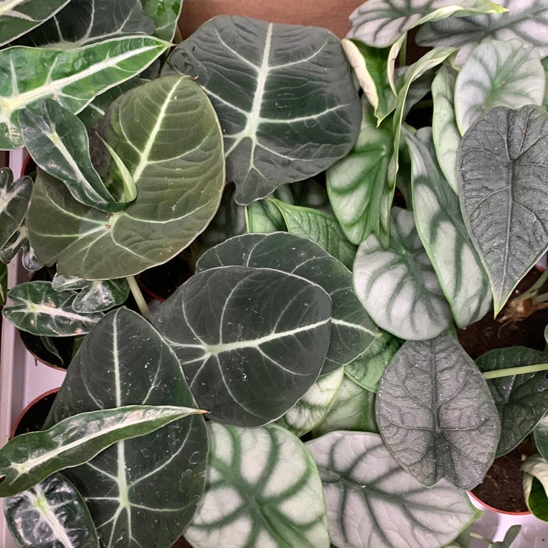 Alocasia, Assorted - View 3 from www redcrocus com