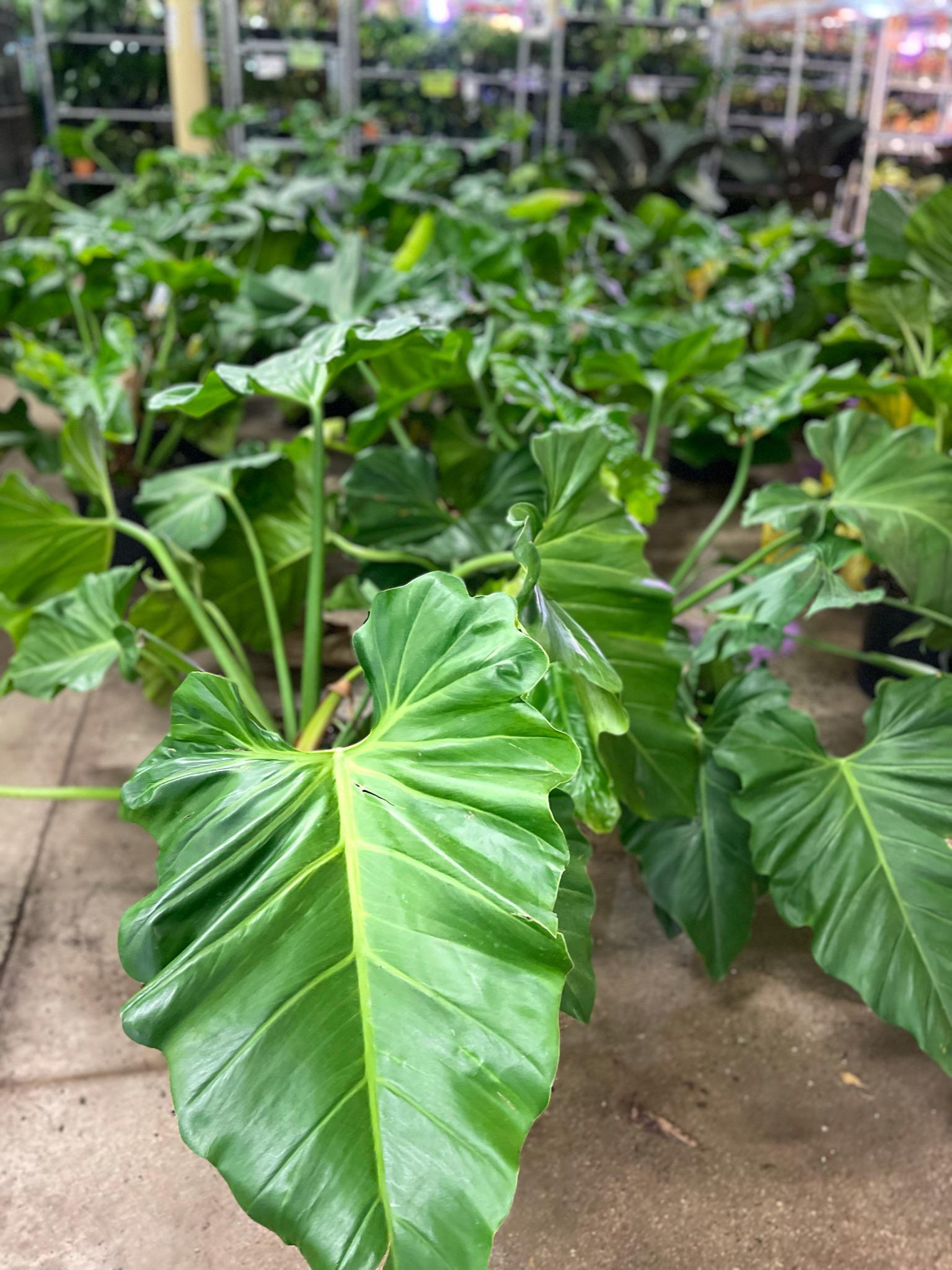 Alocasia, Assorted - View 5 from www redcrocus com