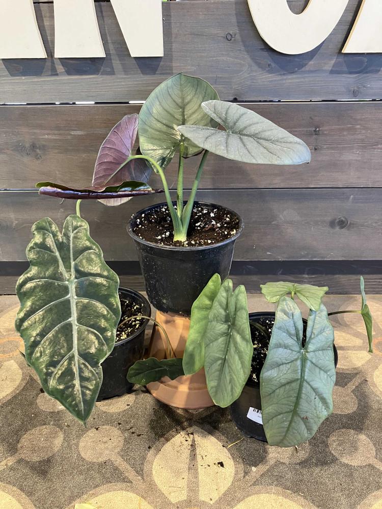 Alocasia, Assorted - View 6 from www redcrocus com