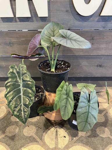 Alocasia, Assorted - View 7 from www redcrocus com