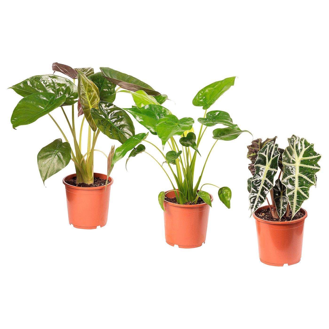 Alocasia, Assorted - View 8 from www redcrocus com