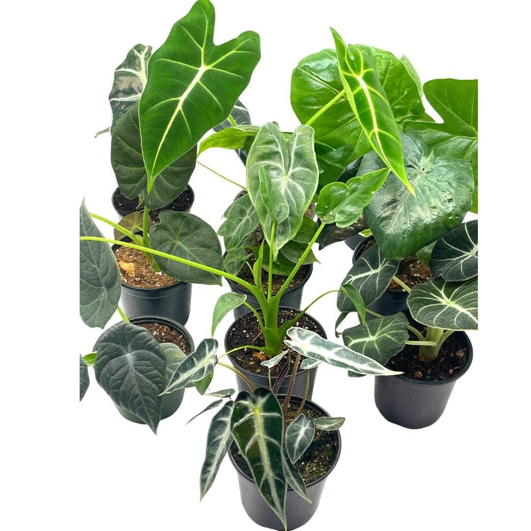 Alocasia, Assorted - View 9 from www redcrocus com