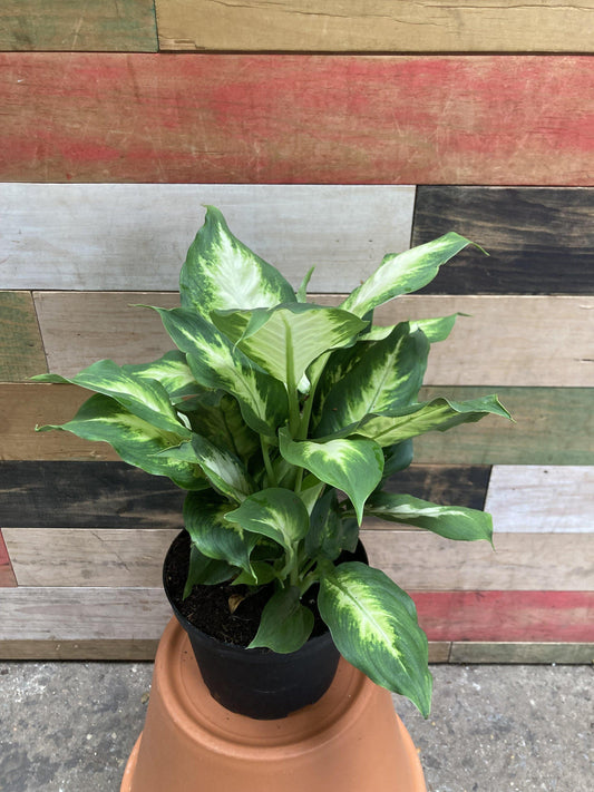 Dieffenbachia Assorted - View 1 from www redcrocus com