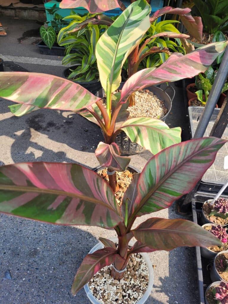 Musa Assorted - View 14 from www redcrocus com