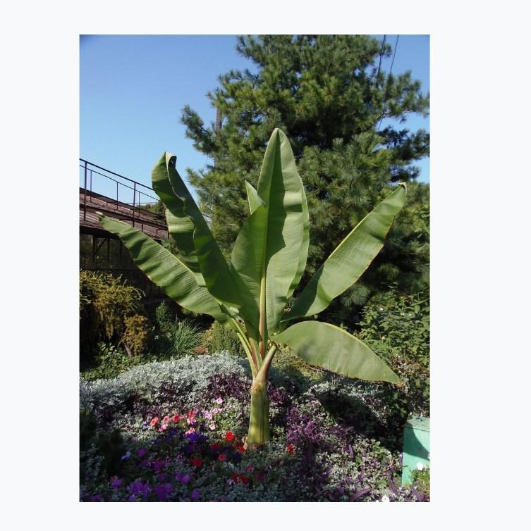 Musa, Assorted - View 23 from www redcrocus com