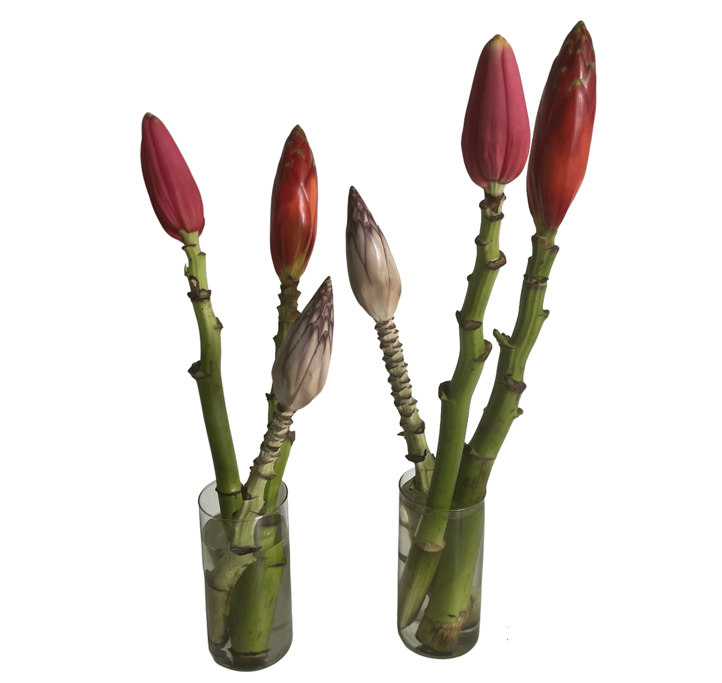 Musa, Assorted - View 2 from www redcrocus com