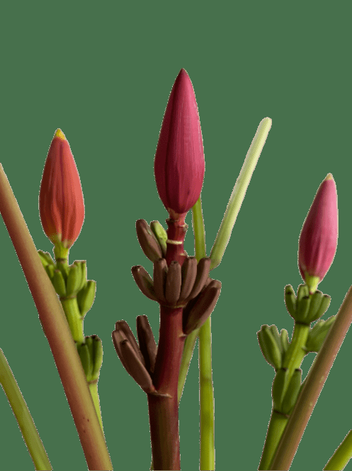 Musa, Assorted - View 3 from www redcrocus com