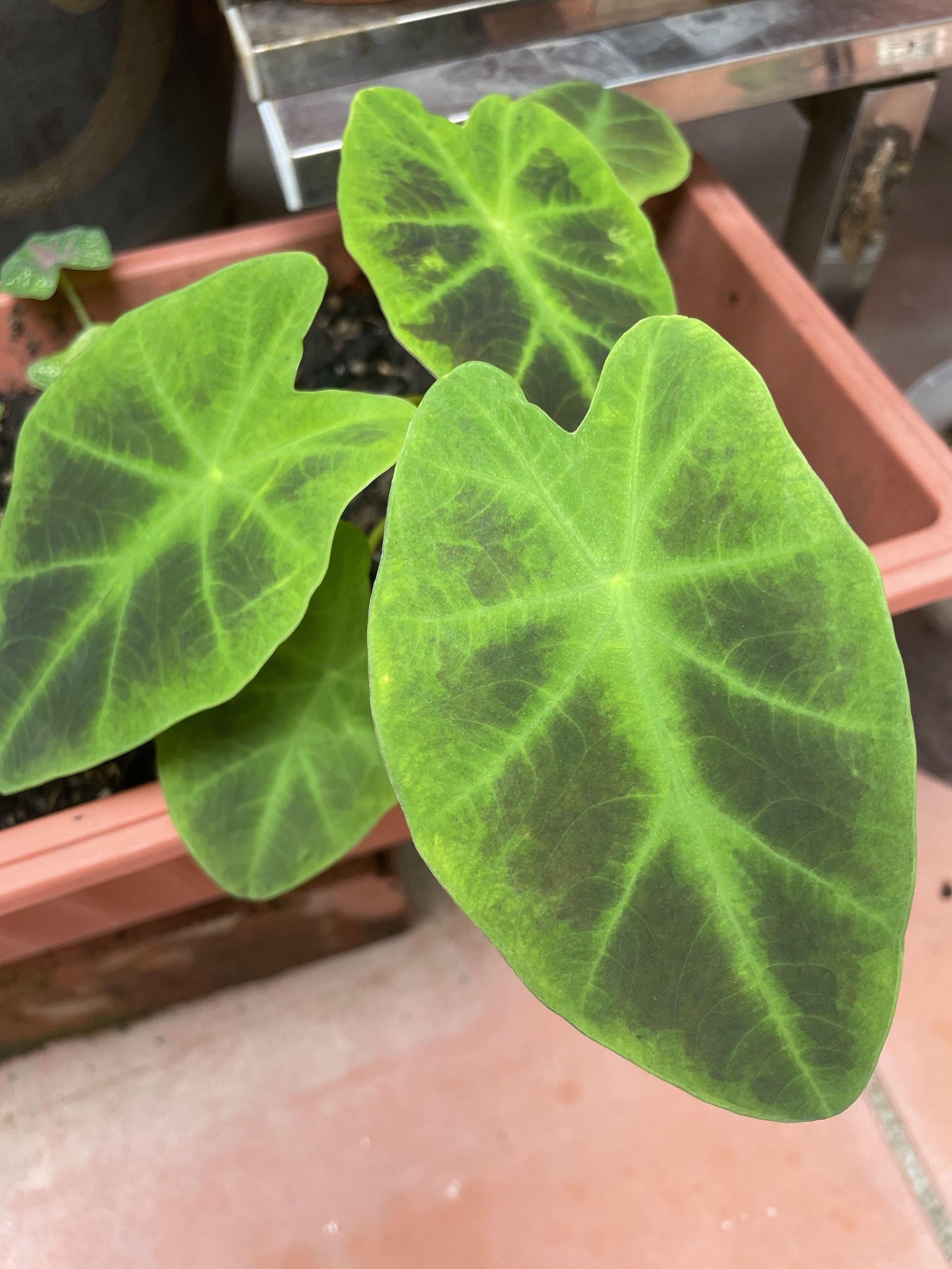 Colocasia, Assorted - View 12 from www redcrocus com