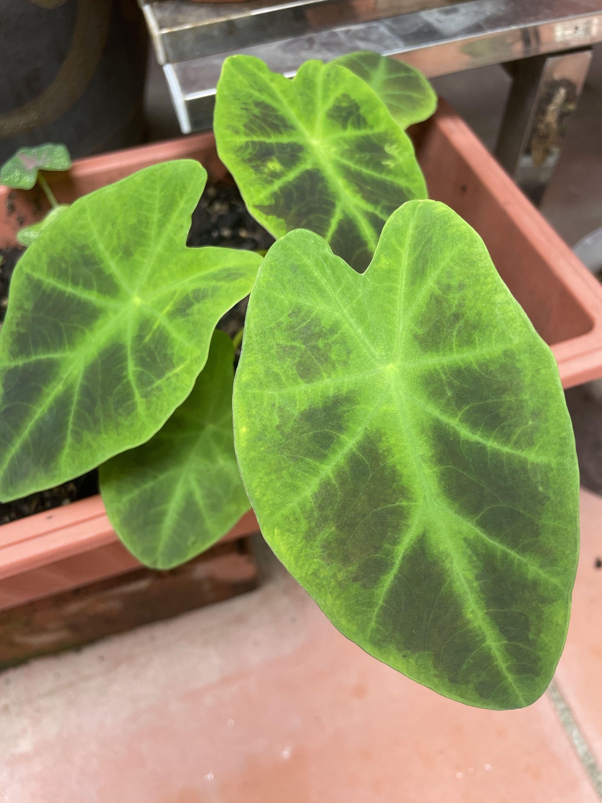 Colocasia, Assorted - View 12 from www redcrocus com