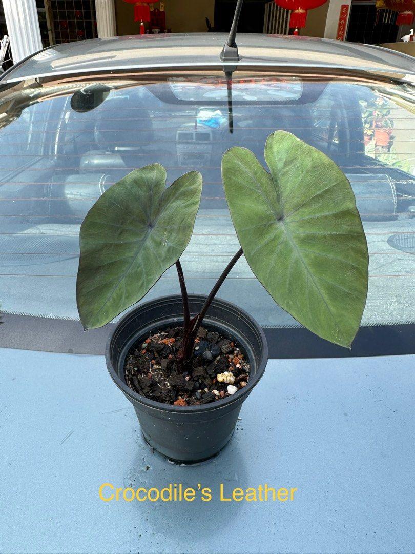 Colocasia, Assorted - View 16 from www redcrocus com