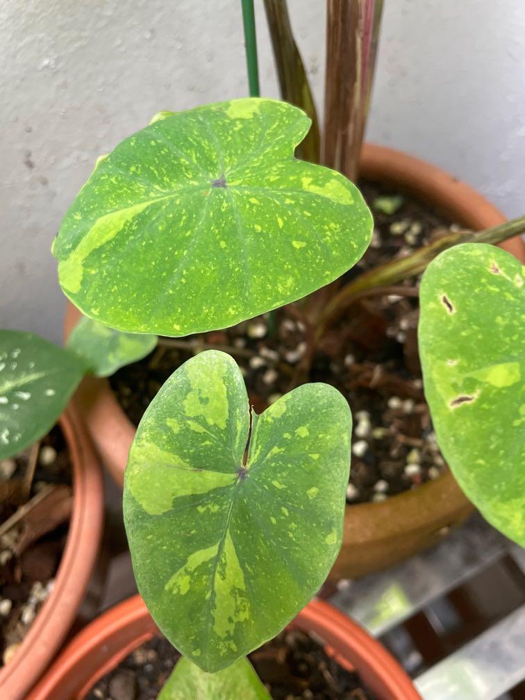 Colocasia, Assorted - View 18 from www redcrocus com