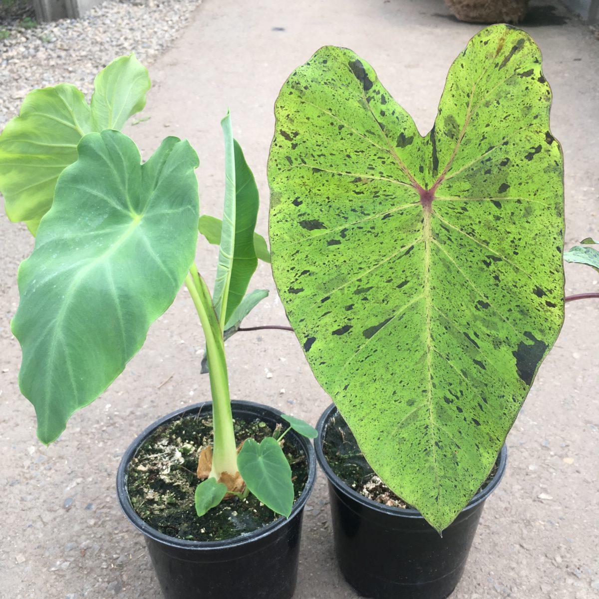 Colocasia, Assorted - View 1 from www redcrocus com