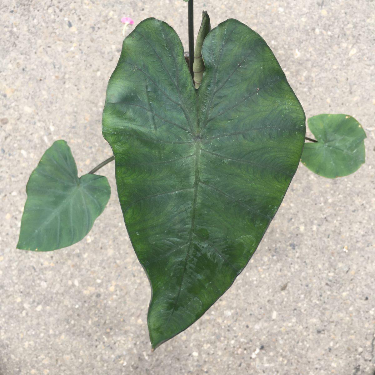 Colocasia Assorted - View 12 from www redcrocus com