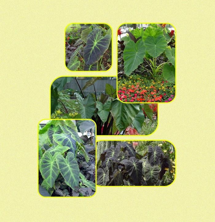 Colocasia Assorted - View 6 from www redcrocus com