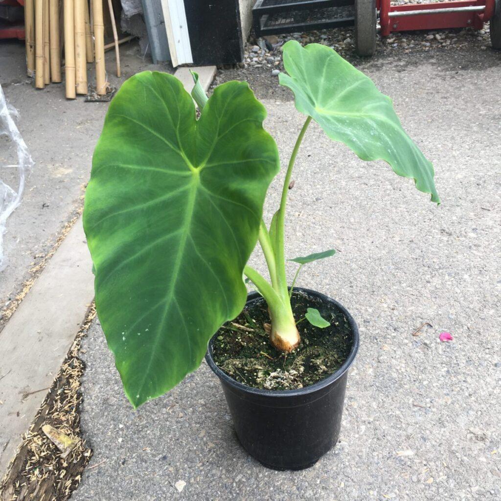 Colocasia Assorted - View 8 from www redcrocus com