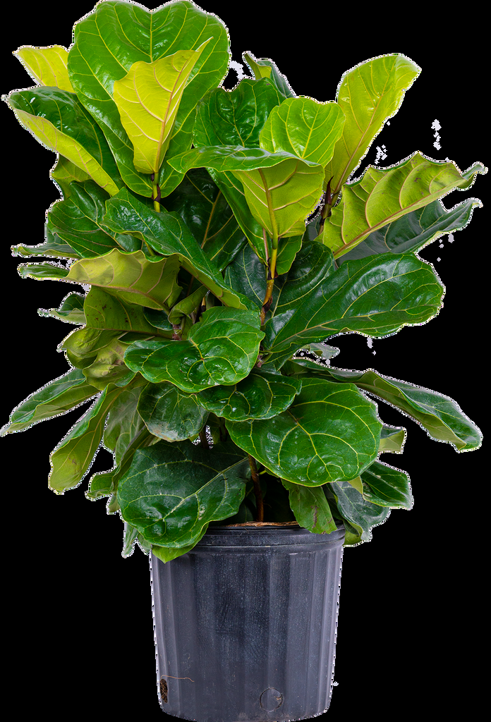 Ficus Lyrata Bush - View 10 from www redcrocus com