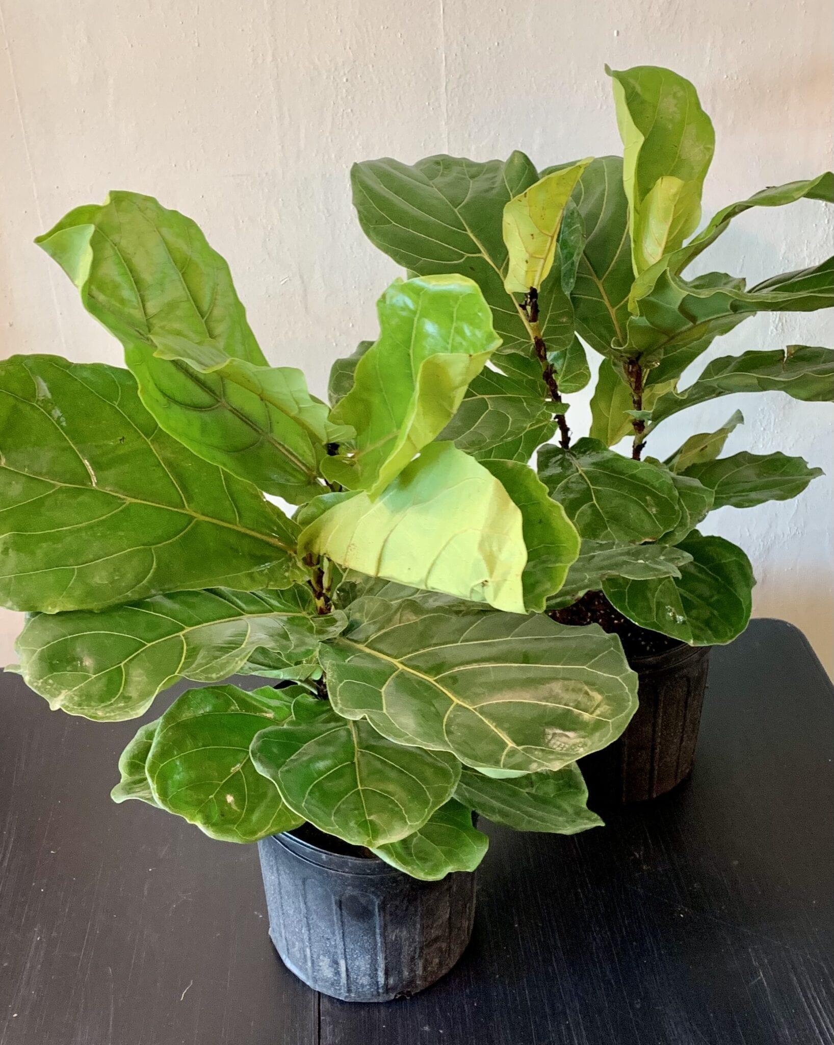 Ficus Lyrata Bush - View 13 from www redcrocus com
