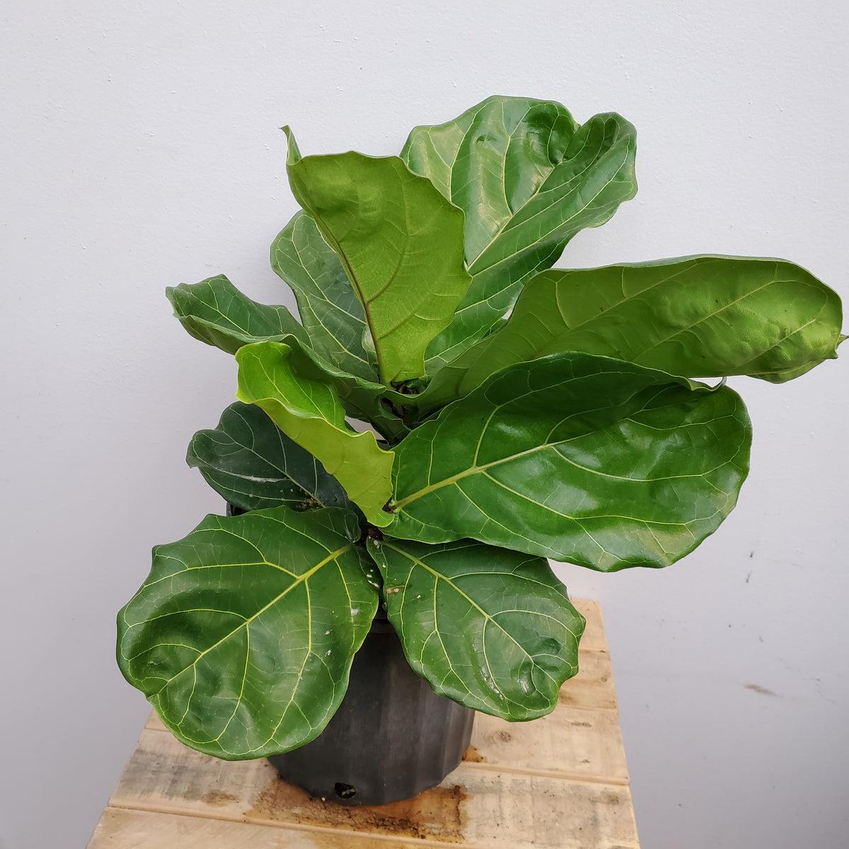 Ficus Lyrata Bush - View 14 from www redcrocus com