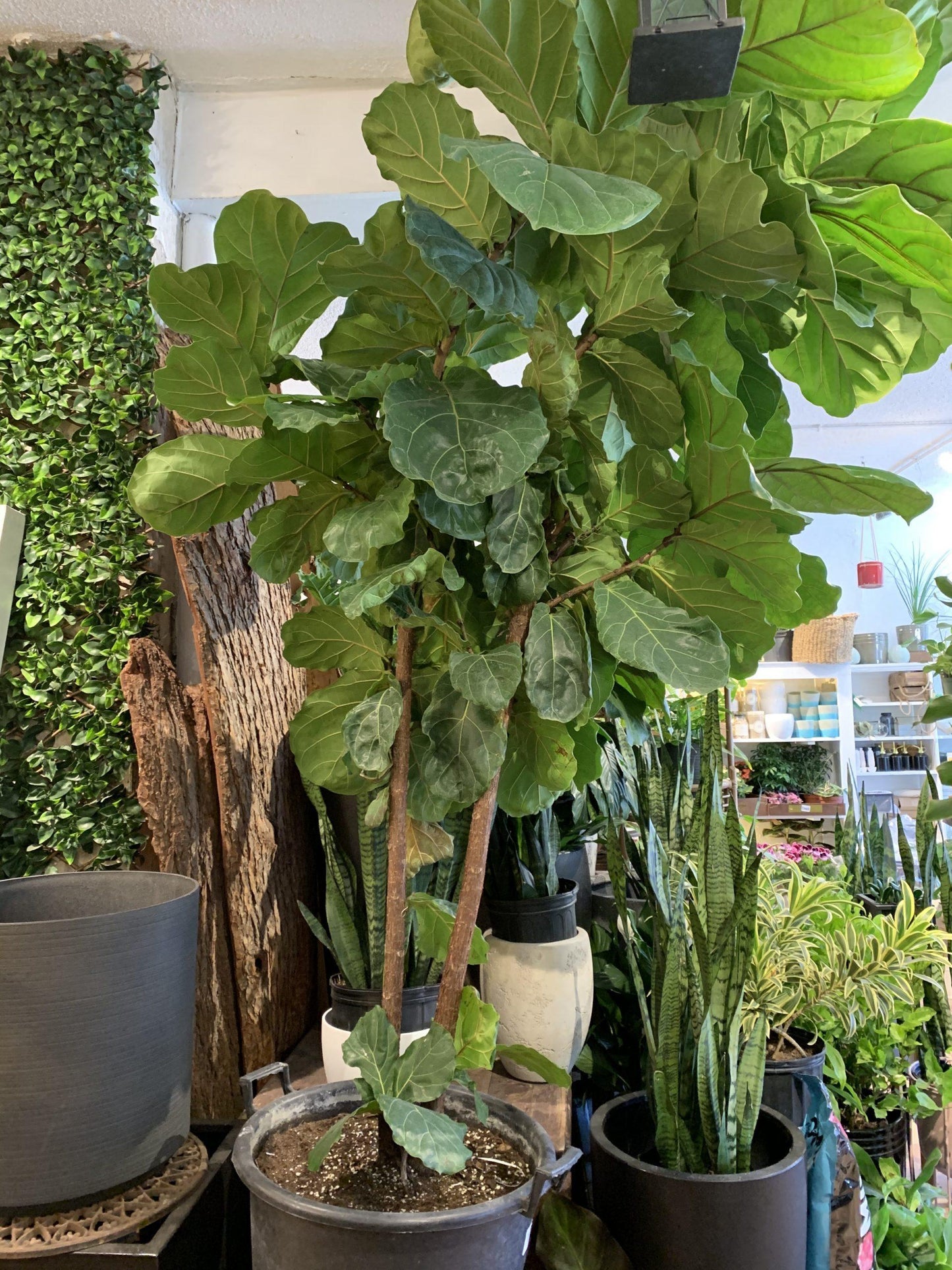 Ficus Lyrata Bush - View 15 from www redcrocus com