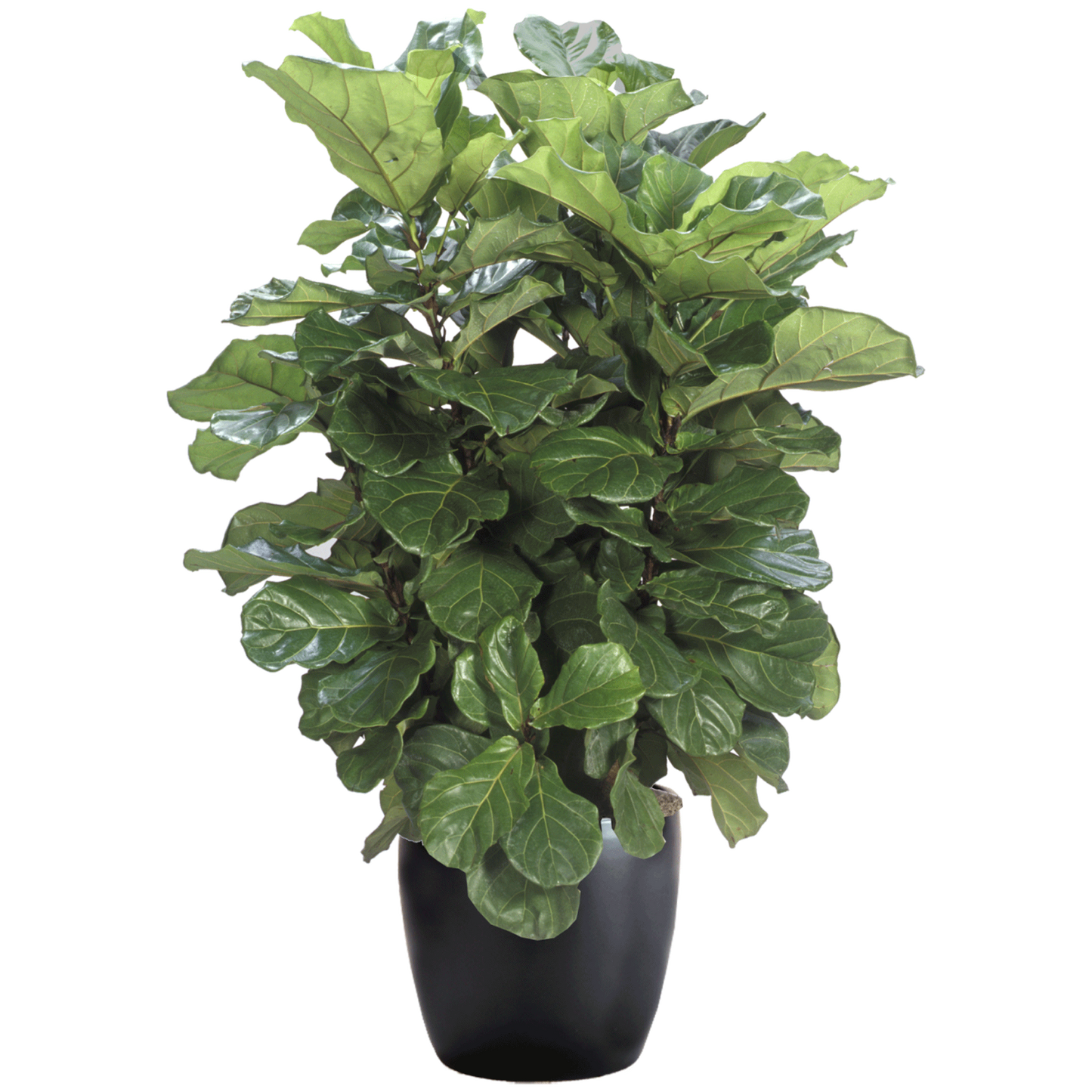 Ficus Lyrata Bush - View 16 from www redcrocus com