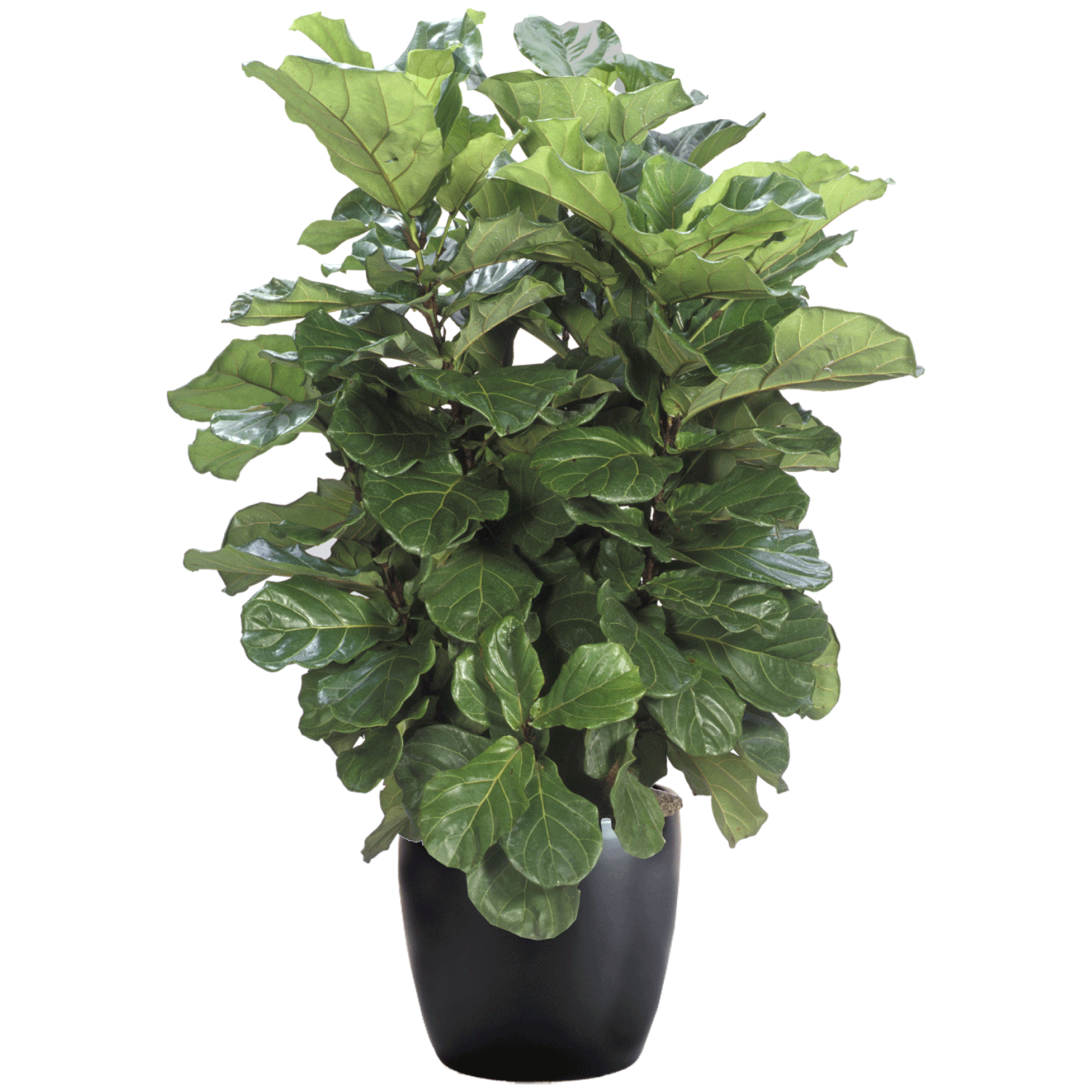 Ficus Lyrata Bush - View 16 from www redcrocus com