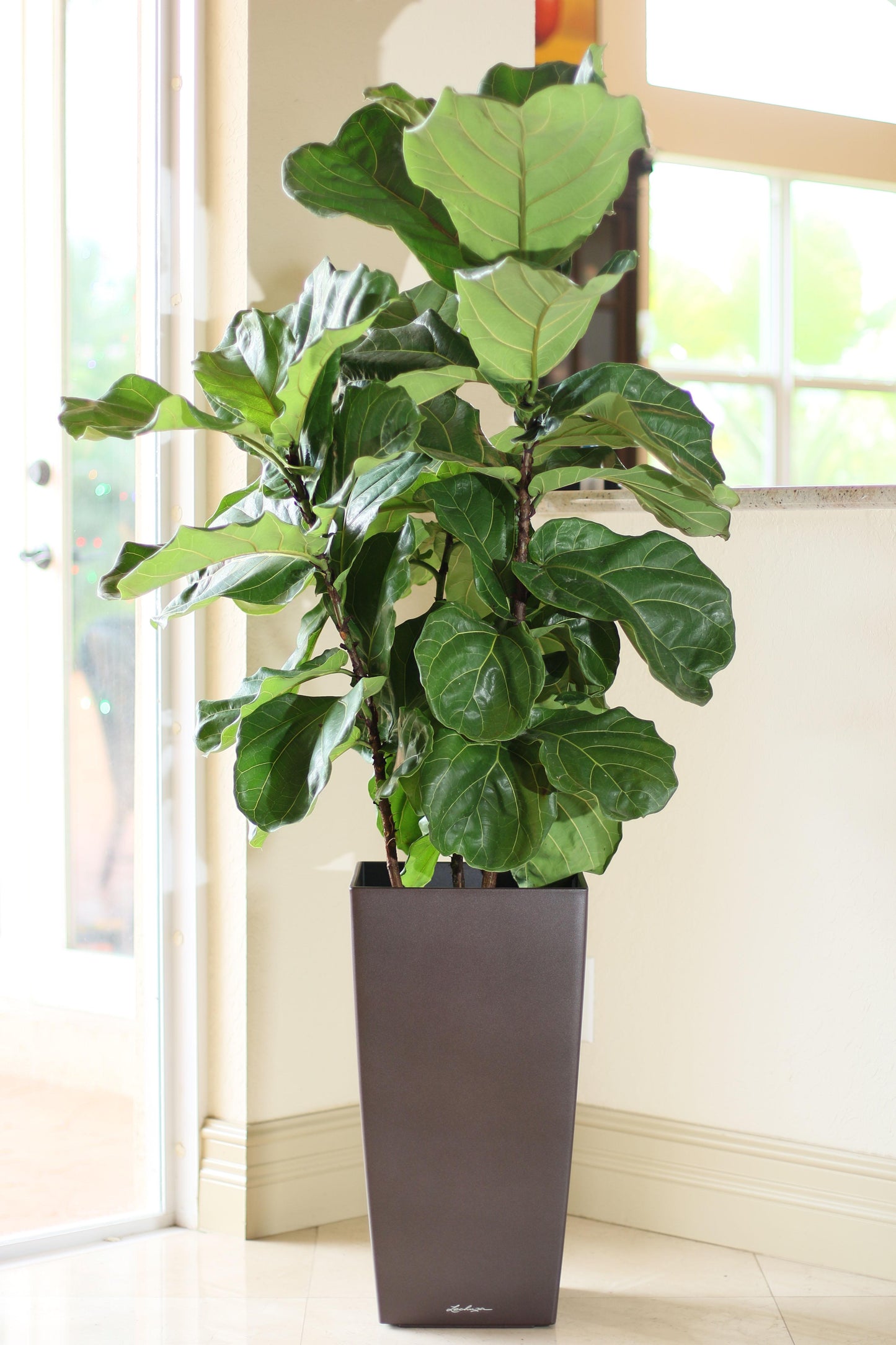 Ficus Lyrata Bush - View 17 from www redcrocus com