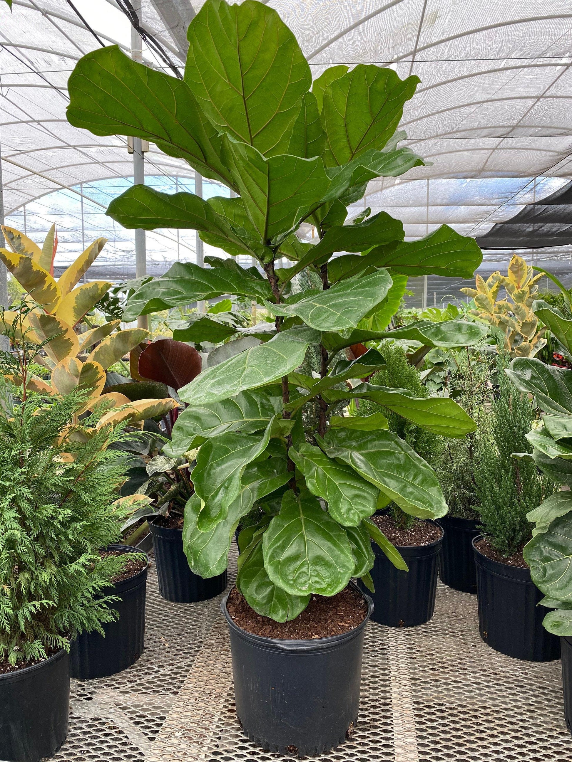 Ficus Lyrata Bush - View 18 from www redcrocus com