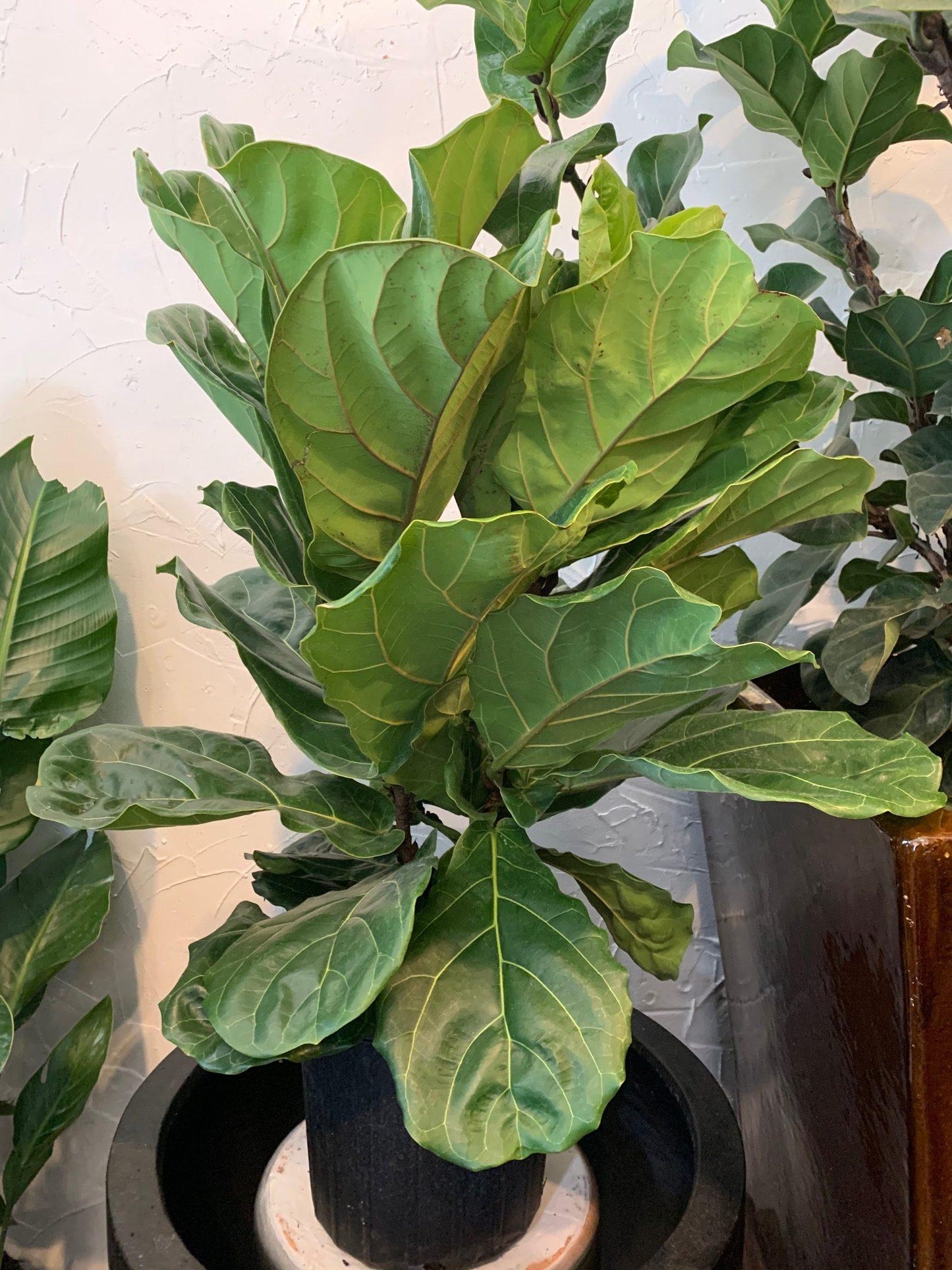 Ficus Lyrata Bush - View 3 from www redcrocus com