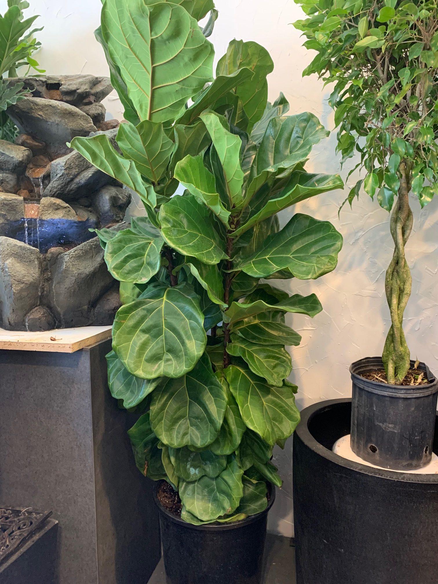 Ficus Lyrata Bush - View 6 from www redcrocus com