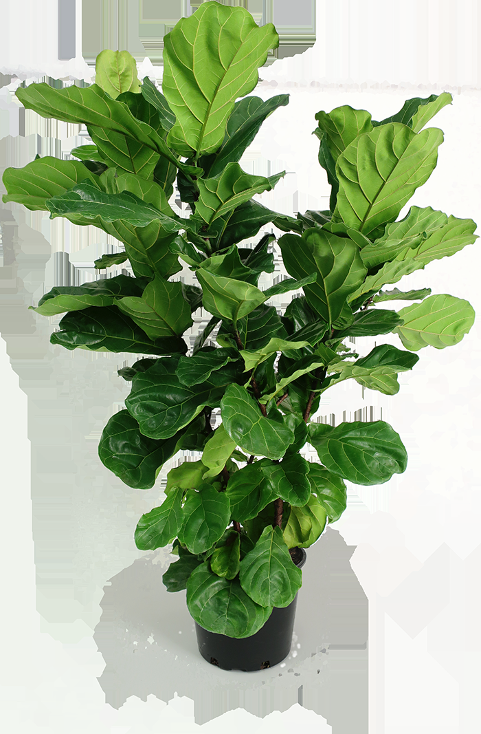 Ficus Lyrata Bush - View 8 from www redcrocus com