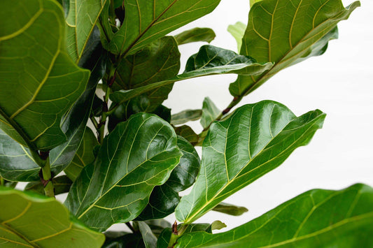 Ficus Lyrata Bush - View 10 from www redcrocus com