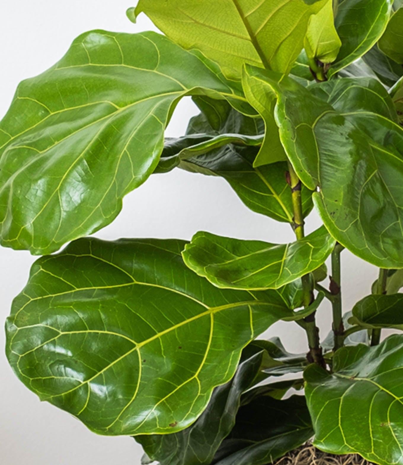 Ficus Lyrata Bush - View 13 from www redcrocus com