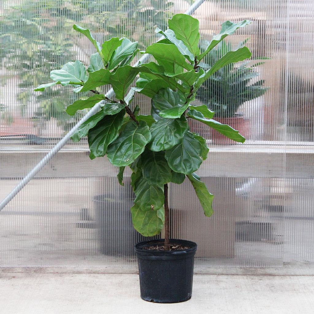 Ficus Lyrata Bush - View 15 from www redcrocus com