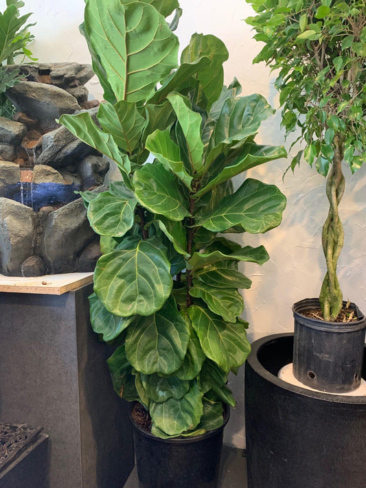 Ficus Lyrata Bush - View 1 from www redcrocus com