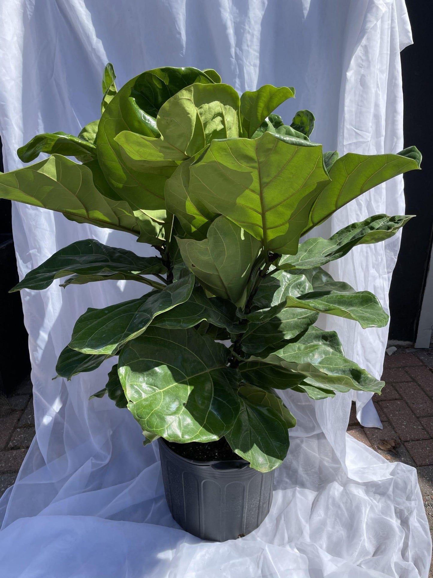 Ficus Lyrata Bush - View 6 from www redcrocus com