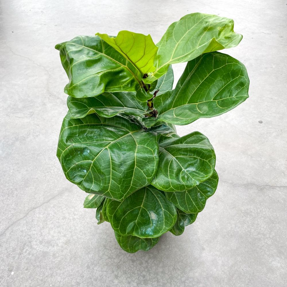 Ficus Lyrata Bush - View 9 from www redcrocus com