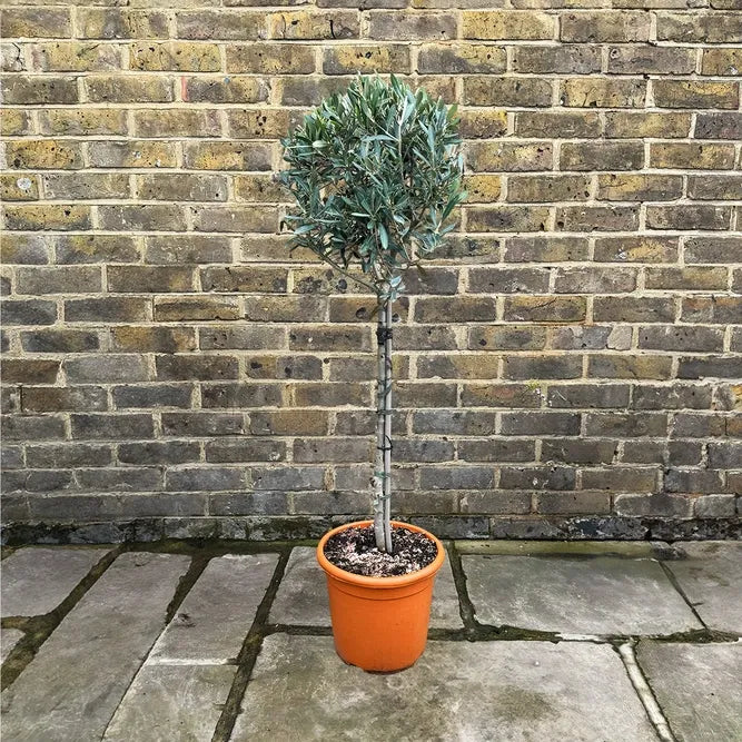 Olea Europaea, Standard - View 11 from www redcrocus com