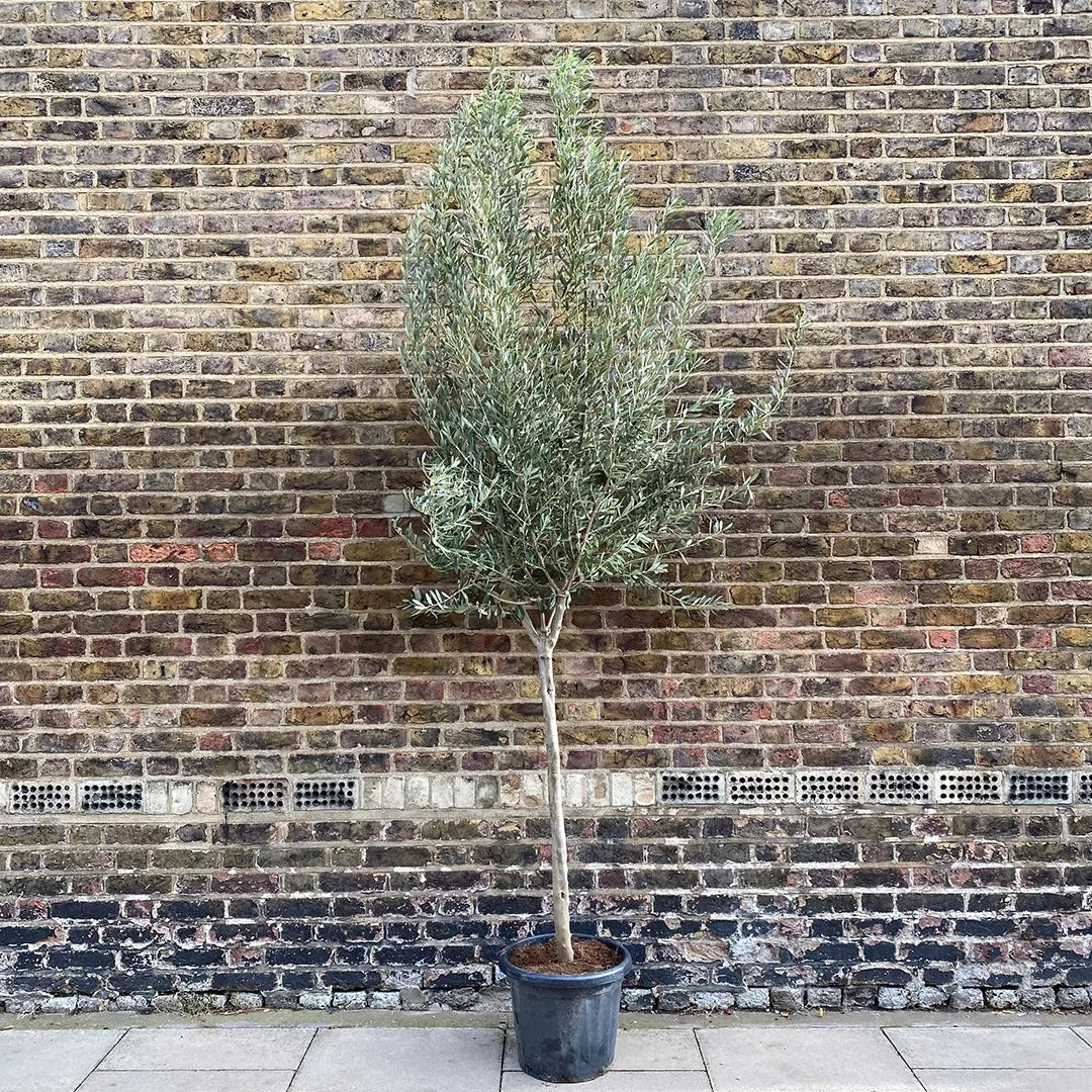 Olea Europaea, Standard - View 12 from www redcrocus com