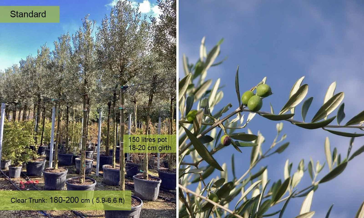 Olea Europaea, Standard - View 13 from www redcrocus com