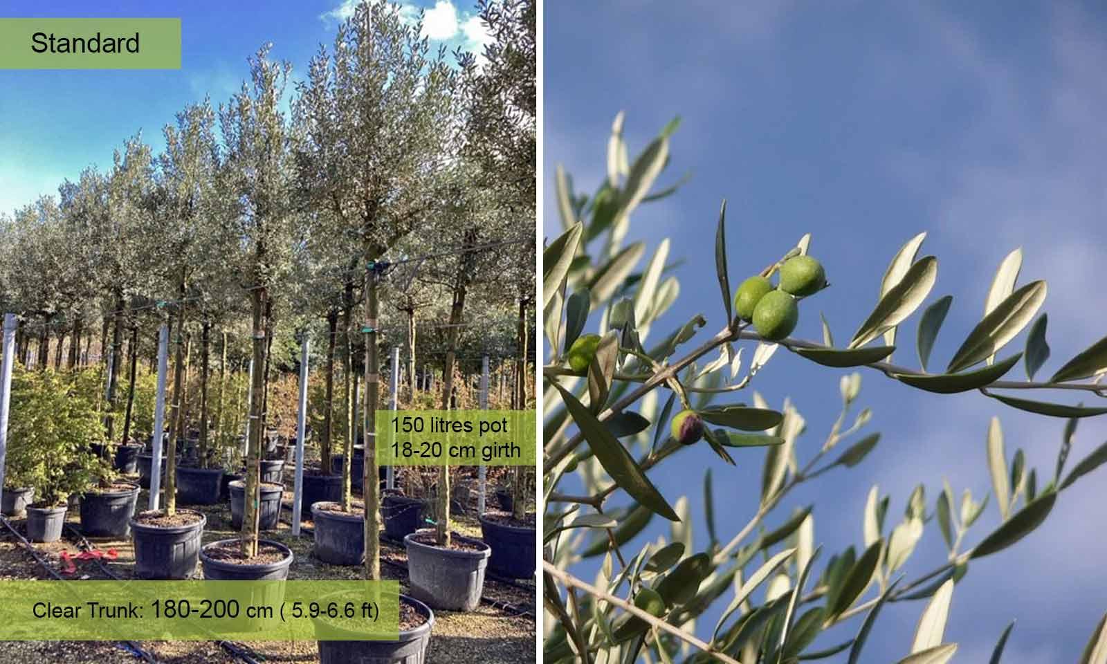 Olea Europaea, Standard - View 13 from www redcrocus com