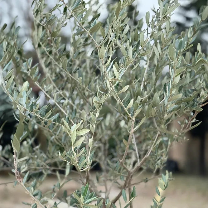 Olea Europaea, Standard - View 14 from www redcrocus com