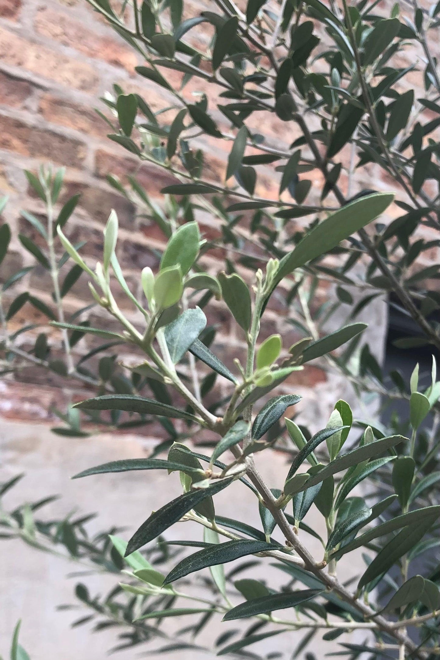 Olea Europaea, Standard - View 16 from www redcrocus com