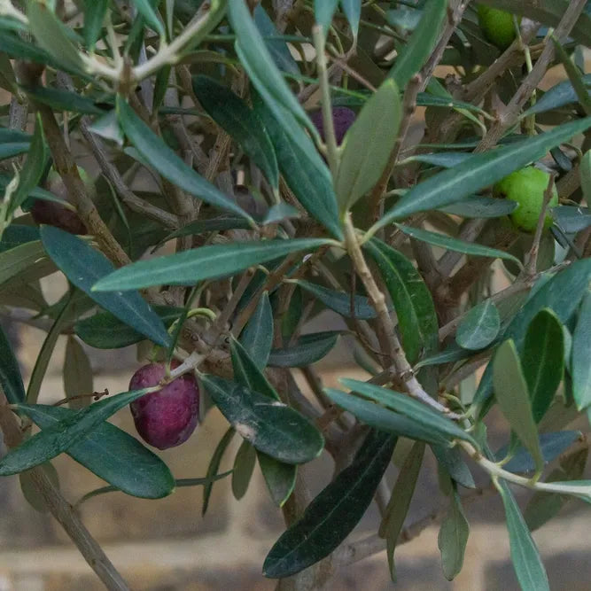 Olea Europaea, Standard - View 17 from www redcrocus com