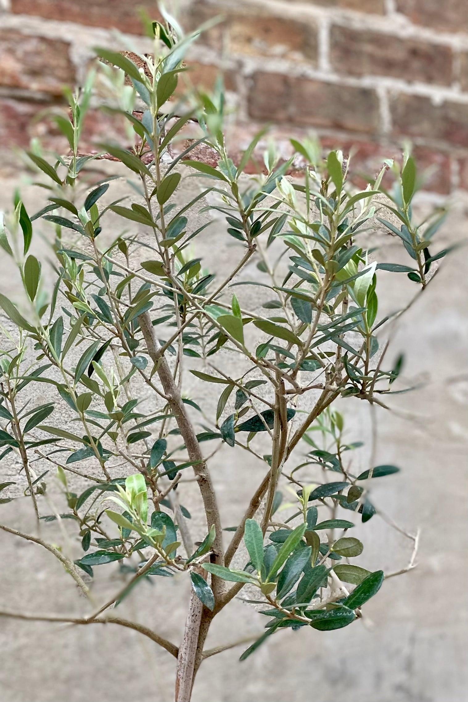 Olea Europaea, Standard - View 18 from www redcrocus com