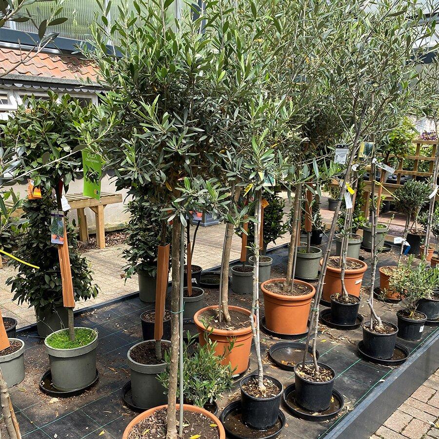 Olea Europaea, Standard - View 1 from www redcrocus com