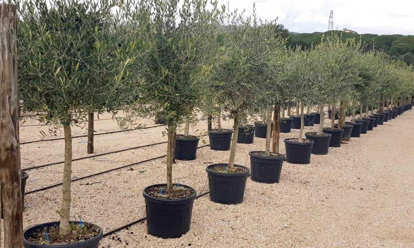 Olea Europaea, Standard - View 5 from www redcrocus com