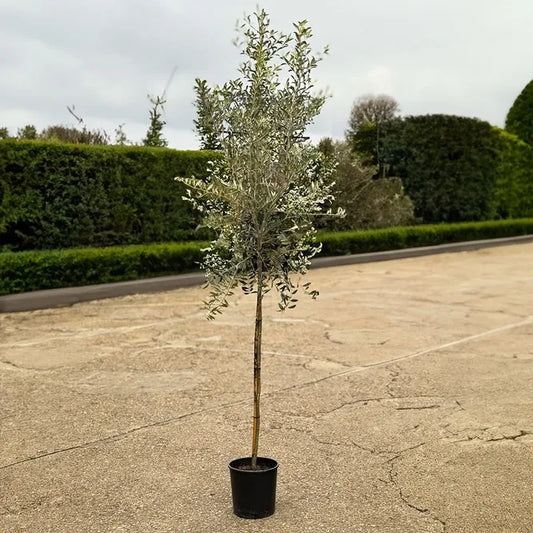 Olea Europaea Standard - View 10 from www redcrocus com
